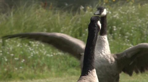 Canada Goose - HD 스톡 동영상 36246390