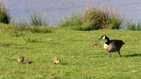 Canada Goose with her Chicks on meadow near river Stock Footage 194405250