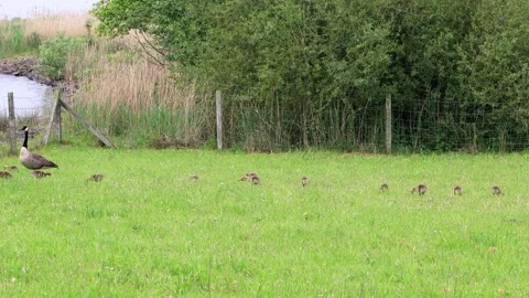 Canada Goose with her Chicks on meadow  Stock Footage 262020255