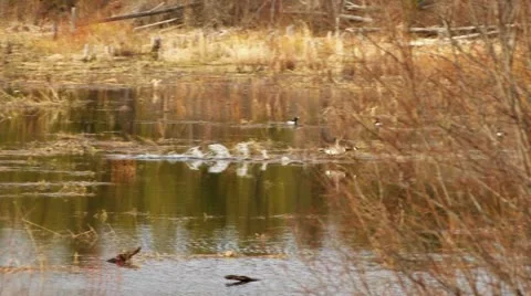 Canada Goose Honking Taking Flight Lake to Woods Stock Footage 11005639