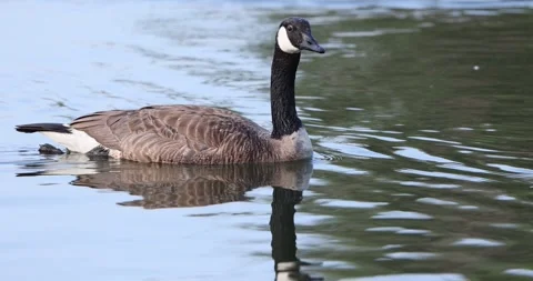 Canada Goose on Lake Surface in Slow Motion Stock Footage 246717948