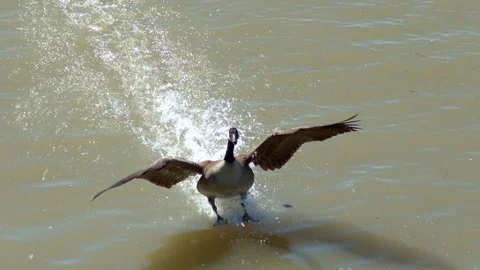 Canada Goose Landing Sequence,4K Video stock 310051613