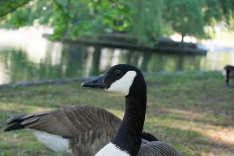 Canada goose looking into the camera next to park lake Stock Photos
