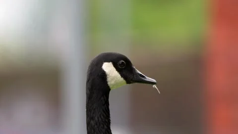 A Canada goose looking inquisitive 스톡 동영상 279923938