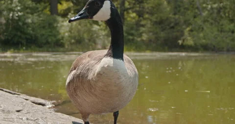 Canada Goose Looking at Lens, Closeup Stock Footage 154282979