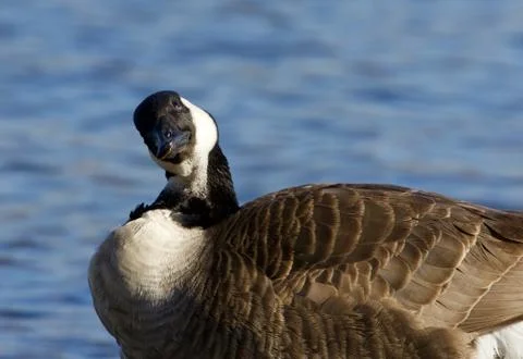 Canada goose is looking for something Stock Photos