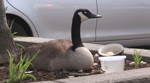Canada goose makes it's nest and lays eggs in urban shopping mall parking lot. Stock Footage 49949240
