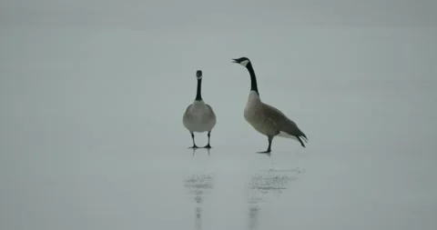 Canada Goose Male Female Pair Geese Flap... | Stock Video | Pond5