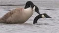 Canada Goose Mating Video HD
