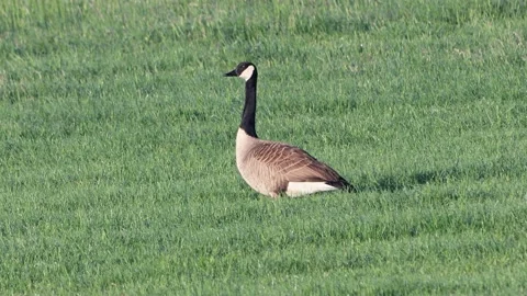 Canada Goose on meadow  Stock Footage 203402340