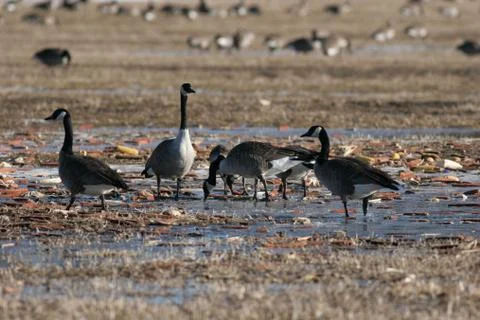 Canada goose migration 스톡 사진