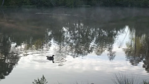 Canada Goose on a Misty Lake Stock Footage 106825853