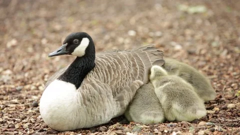 Canada goose mother with goslings - baby geese Stock Footage
