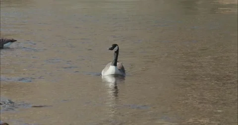 Canada Goose Moving Its Head in Slow Motion While Floating on the American River Stock Footage 315147344