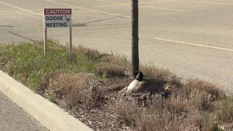 Canada goose nest in the spring with eggs waiting to hatch Vídeo Stock 153043987