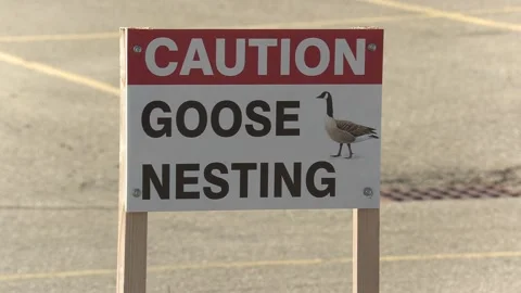 Canada goose nest in the spring with eggs waiting to hatch Stock-Footage 153044374