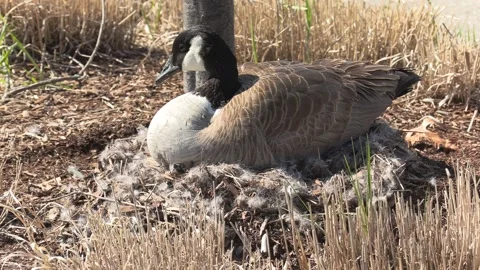 Canada goose nest in the spring with eggs waiting to hatch Video stock 153044596