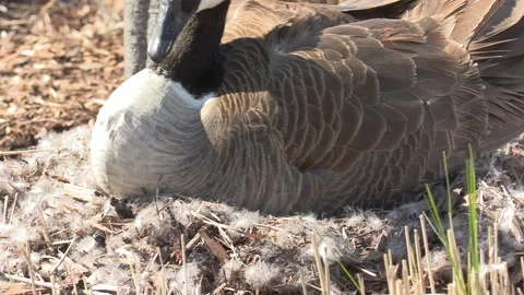 Canada goose nest in the spring with eggs waiting to hatch 库存影片 153044698