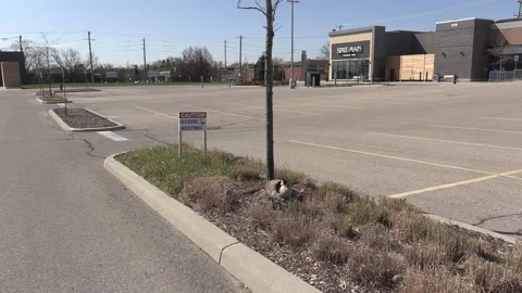 Canada goose nest in the spring with eggs waiting to hatch 库存影片 153044803
