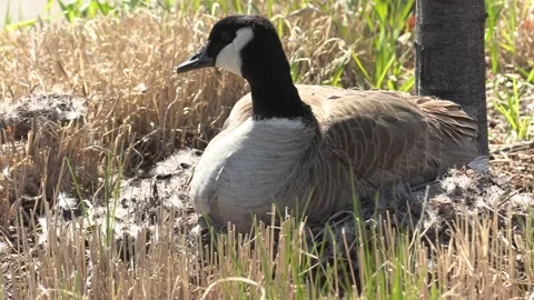 Canada goose nest in the spring with eggs waiting to hatch Stock-Footage 153045393
