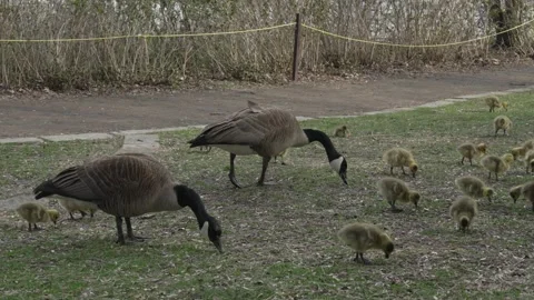 Canada Goose Pair and Goslings Foraging on Park Lawn no sounds Stock Footage 335230722