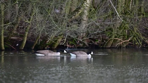 Canada goose pair excitedly calling to chase rivals Video stock 252972830