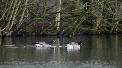 Canada goose pair excitedly calling to chase rivals Stock Footage 252972953