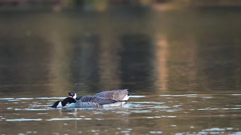 Canada goose pair excitedly calling to chase rivals Stock Footage 252973029