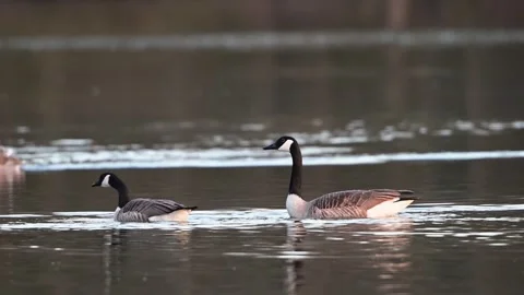 Canada goose pair excitedly calling to chase rivals Stock-Footage 252973055