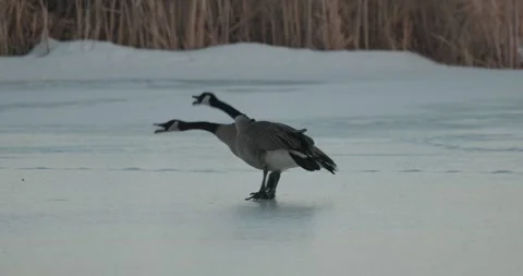 Canada Goose Pair Geese Calling Honking Stock Video Pond5