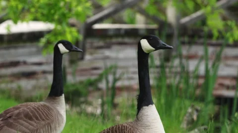 Canada goose pair at the park Stock Footage 310480110