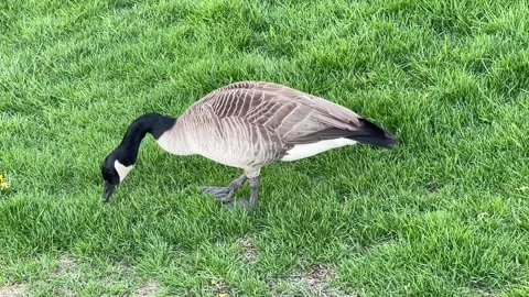 Canada Goose pecking at grass (medium shot) Stock Footage 194403880