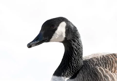 Canada goose Foto stock