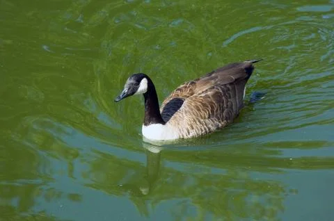 Canada goose Foto stock