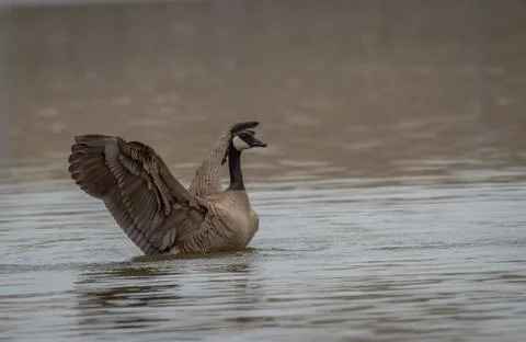 Canada Goose Stock Photos