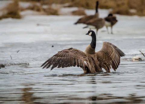 Canada Goose Stock Photos