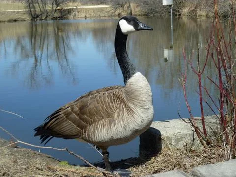 Canada Goose Stock Photos