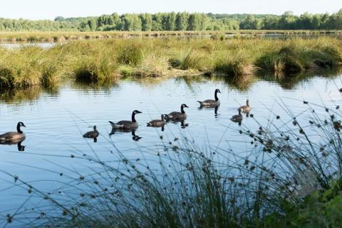 Canada Goose Stock Photos