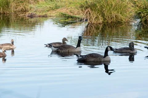 Canada Goose Foto stock