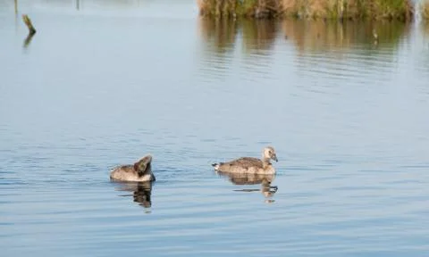 Canada Goose Stock Photos