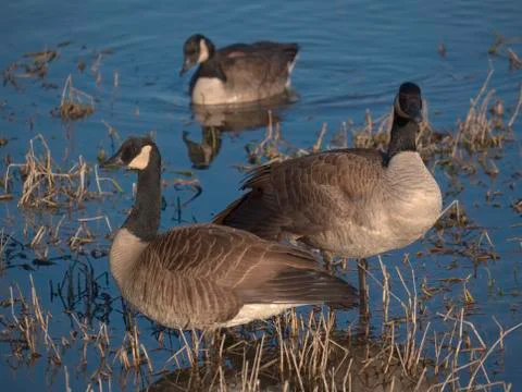 Canada goose Stock Photos