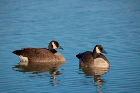Canada goose Stock Photos