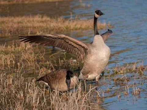 Canada goose Stock Photos