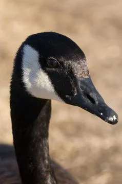 Canada Goose Stock Photos