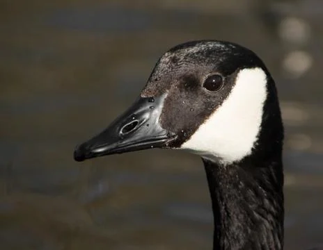 Canada Goose Stock-Fotos
