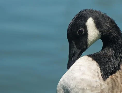 Canada Goose Stock Photos