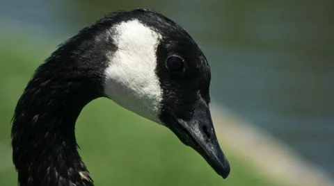Canada Goose Stock Photos