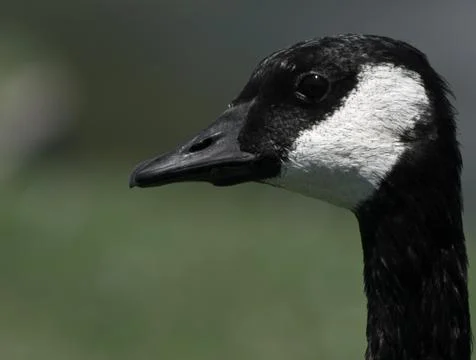 Canada Goose Foto stock