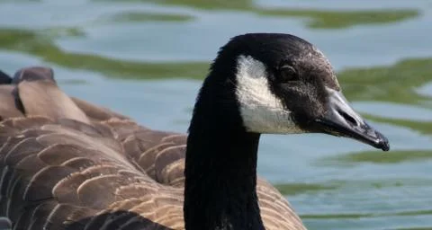Canada Goose Stock Photos