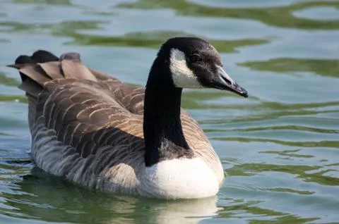 Canada Goose Foto stock